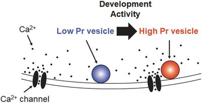 Developmental and activity-dependent modulation of coupling distance between release site and Ca2+ channel